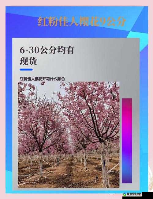 🌸国产极品🌸国产极品不止面子!从匠心到创新的硬核实力大揭秘