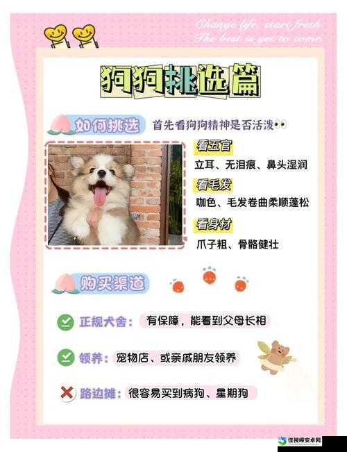 NetHck萌宠饲养全指南！新手必看的7大神招，宠物战力直接翻倍！