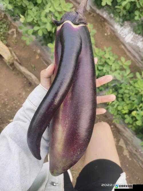 FePono78🍆🍆：当符号成为镜子，我们该照见怎样的自己？