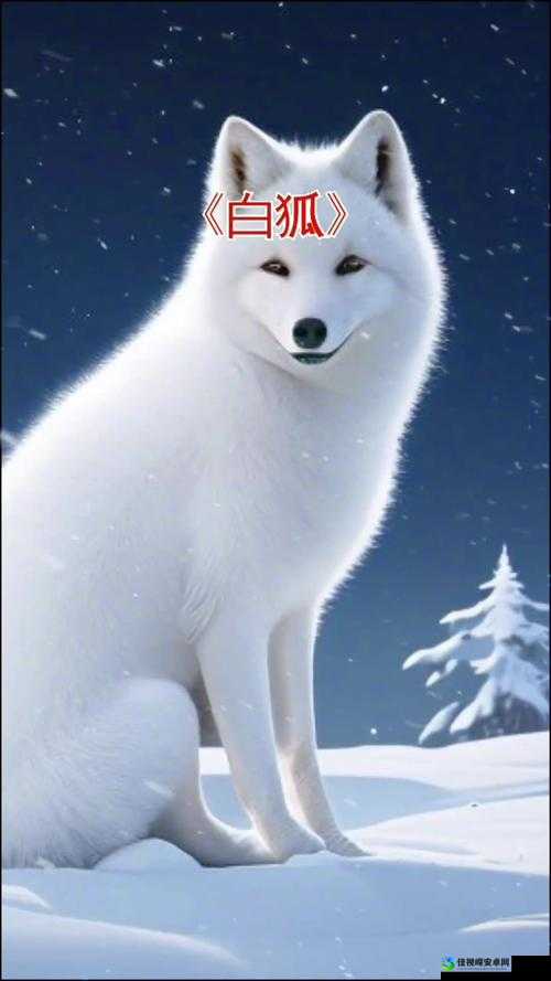 免费无遮挡视频网站白狐：年轻人娱乐新方式背后的深层思考